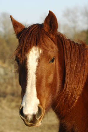 Brown horse の写真素材