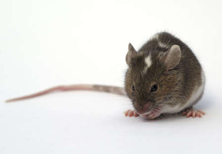 brown and white mouses on white backgroundの写真素材