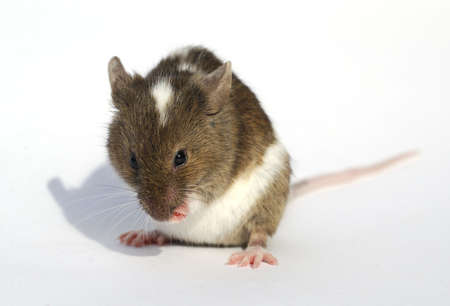 brown and white mouses on white backgroundの写真素材