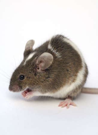 brown and white mouses on white backgroundの写真素材