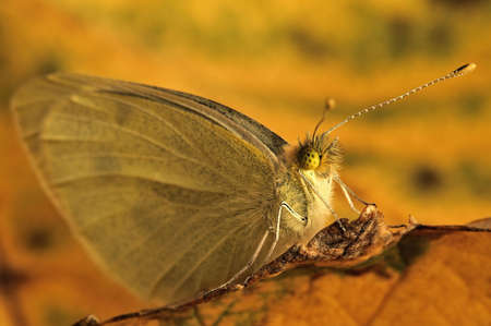 Butterfly on yellow leaveの写真素材