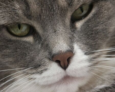 House Catの写真素材