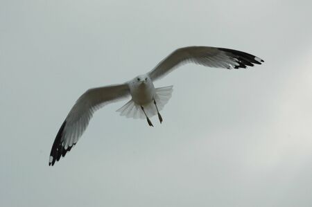 Gull in Flightの写真素材