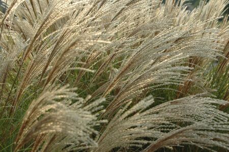 Tall Grassの写真素材