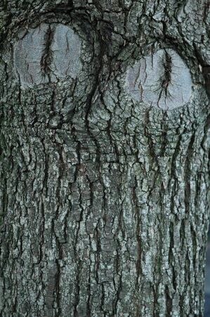 Tree Eyesの写真素材