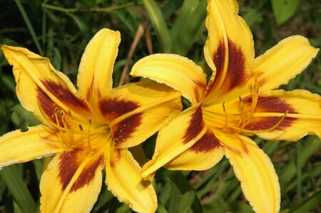 Flowersの写真素材