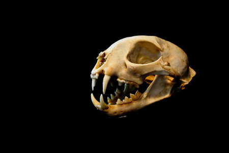 Bobcat skullの写真素材