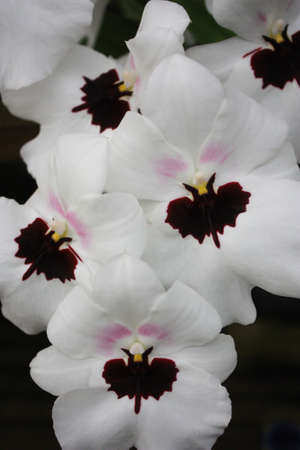 white orchids with bat shaped spots with pinkの写真素材