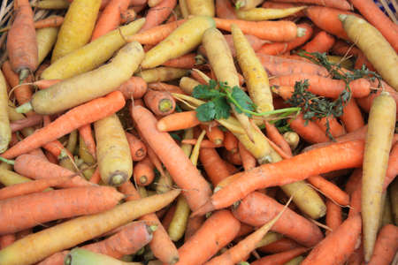 Carrots after picking in various colors and varietyの写真素材