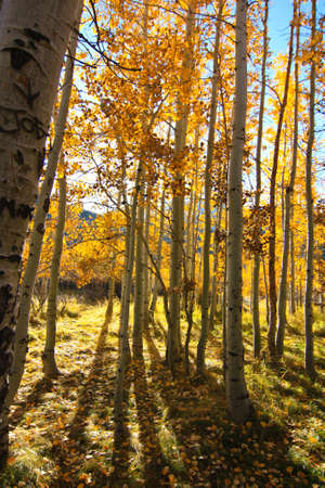 aspensの写真素材