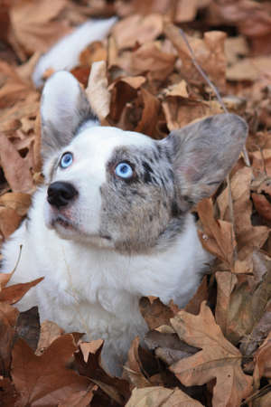 Cardigan Welsh Corgi playing in fall leavesの写真素材