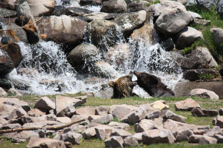 two grizzlies play fighting in the waterの写真素材