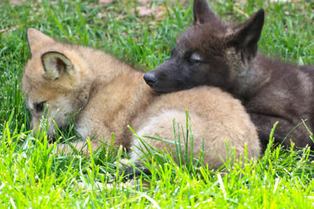 black and tan wolf pups sleeping on each other の写真素材