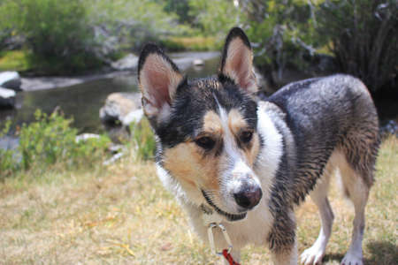 Husky mix after running in a near by creek for 2 hoursの写真素材