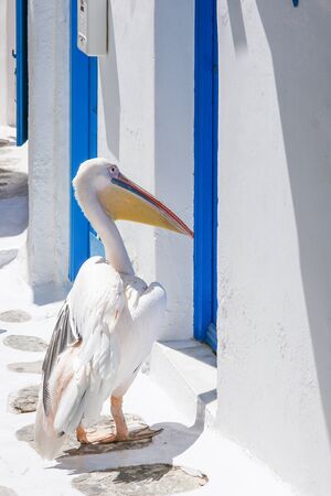 Pelican on the Mykonos islandの写真素材