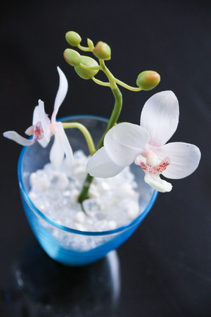 Floriculture, Mykonos island.の写真素材