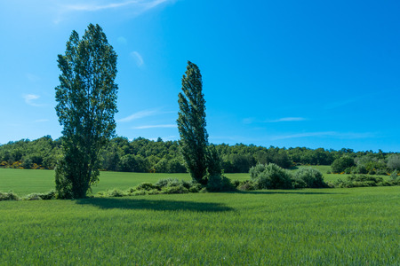 Green Grass in Provence south France.の写真素材