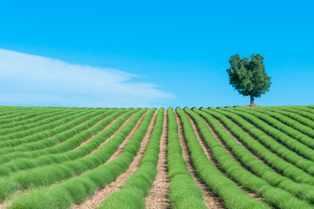 Lavender  in Provence South France.の写真素材