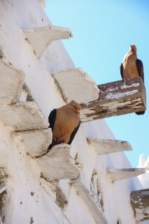 The dove take a rest on the wall.の写真素材