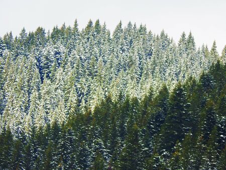 Landscape view at winter carpathian sightの写真素材