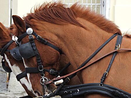 hungarian cultural event samplesの写真素材