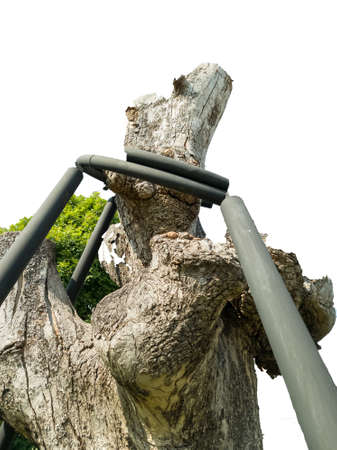The trees that were cut down were left behind.の写真素材