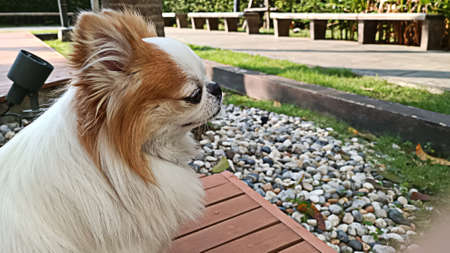 Focus on the face of the Chihuahua looking around.の写真素材