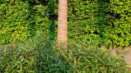 Purple flowers, fresh green plants, background