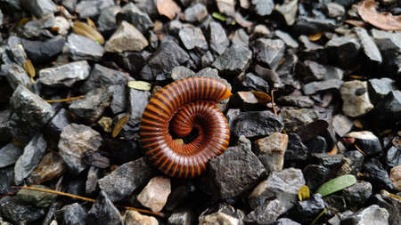 Millipedes are an order of invertebrates belonging to the phylum Arthropoda, class Myriapoda....