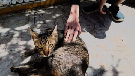 Baby hand on Gray striped cat in public.