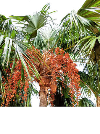 Betel nuts tree or areca nuts on the tree with copy space on white backgroundの写真素材