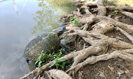 Little small turtle lives in a pond in the park.の写真素材