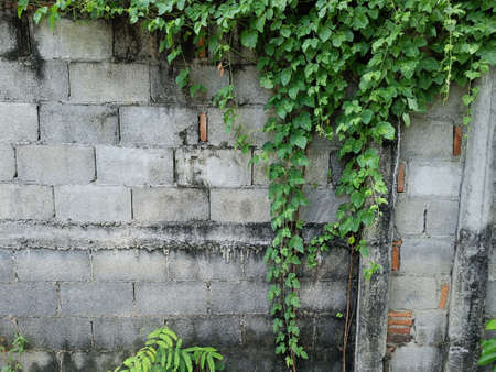 Old Texture brick wall, background, detailed pattern covered in ivy leavesの写真素材