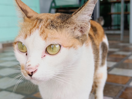Wound on the face of a white and brown domestic catの写真素材