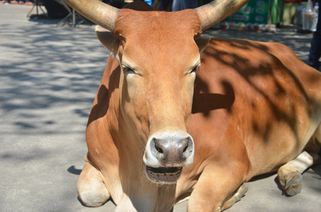 Brown domestic cow sits on the ground of the road at the countryside.の写真素材