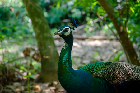 Peacock side face standing in the wild natureの写真素材