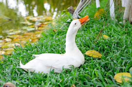 Beauty white duck sitting on the green grassの写真素材