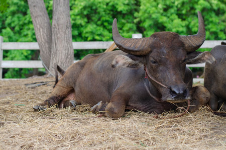 water buffalo is sitting on the brown grass.の写真素材