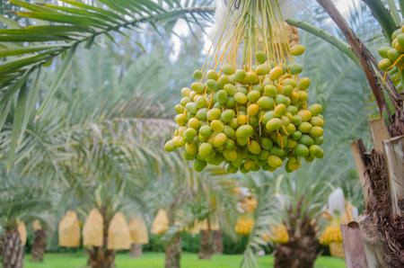 Fresh green date palms on the tree in the gardenの写真素材