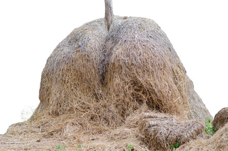 Closeup yellow haystack or straw isolated on white background with clipping pathの写真素材