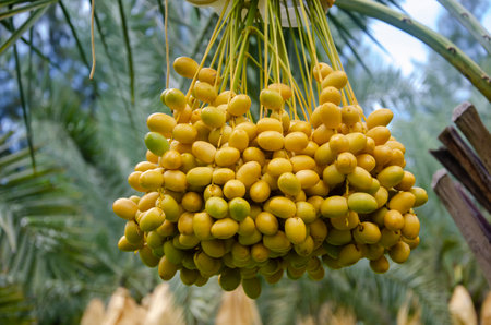 Yellow fresh date palm fruit on the plant in the garden, closeup shot.