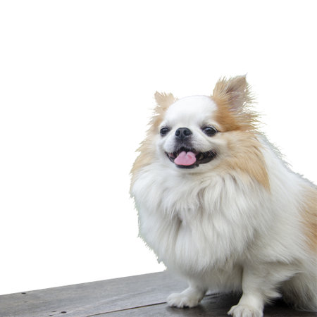 Cute smiling white chihuahua face sitting isolated on white background with clipping pathの写真素材