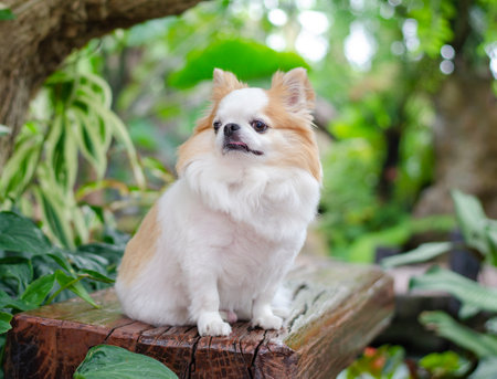 Portrait of long haired chihuahua. Small dog sitting on wooden bench in garden blurred backgroundの写真素材