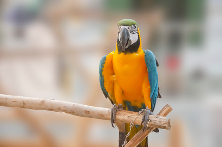 yellow macaw parrot portrait isolated and perched on wood. Psittacidaeの写真素材