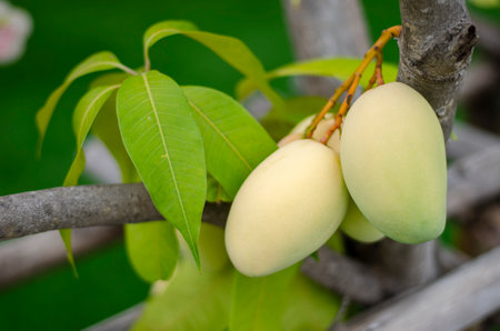 bunch of small mangoes on the trunk of a tree planted near the house