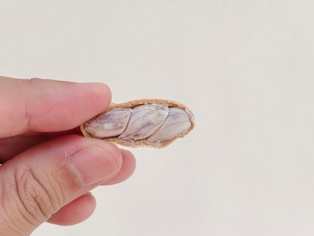 Hand picking up peanuts against a white background.の写真素材