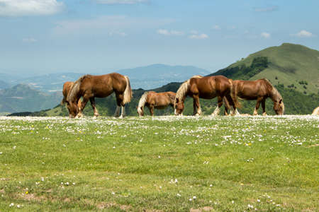 Wild horsesの写真素材