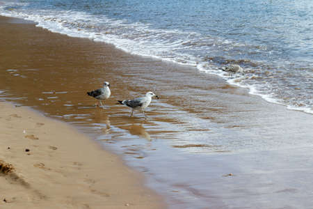Seagull at playa de las teresita stole food to a fellasの写真素材