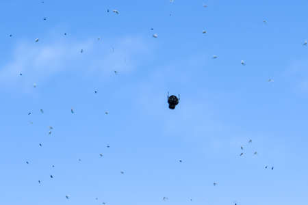 spider in the skyの写真素材