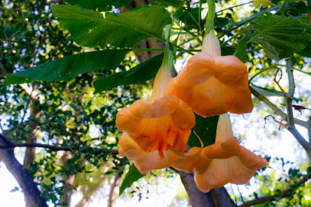 Orange flowerの写真素材